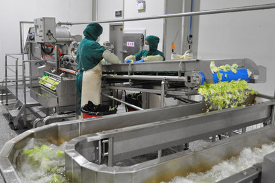 顶鲜食品公司年生产鲜切蔬菜910吨